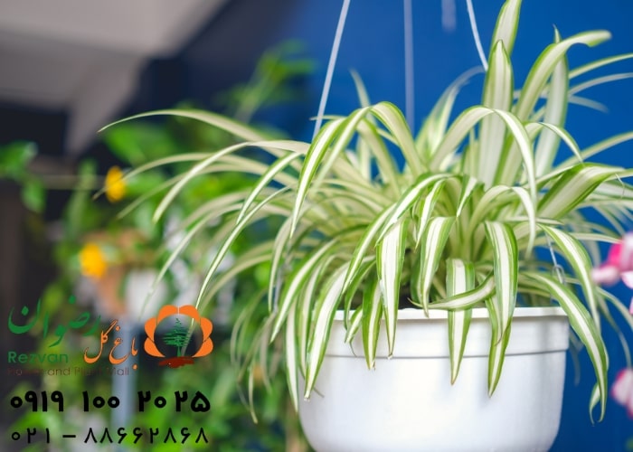 عکس انواع گل آپارتمانی با اسم