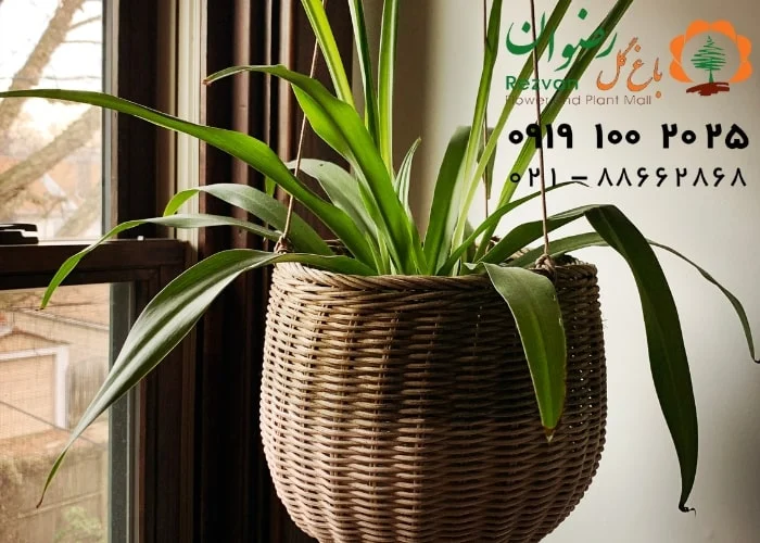 عکس انواع گل آپارتمانی با اسم