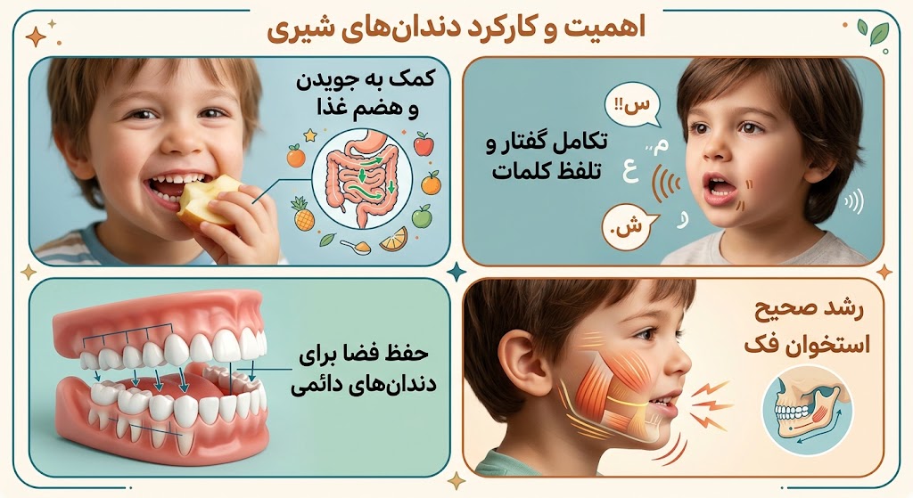 دندانپزشکی | ایمپلنت کدام دندان ها شیری هستند